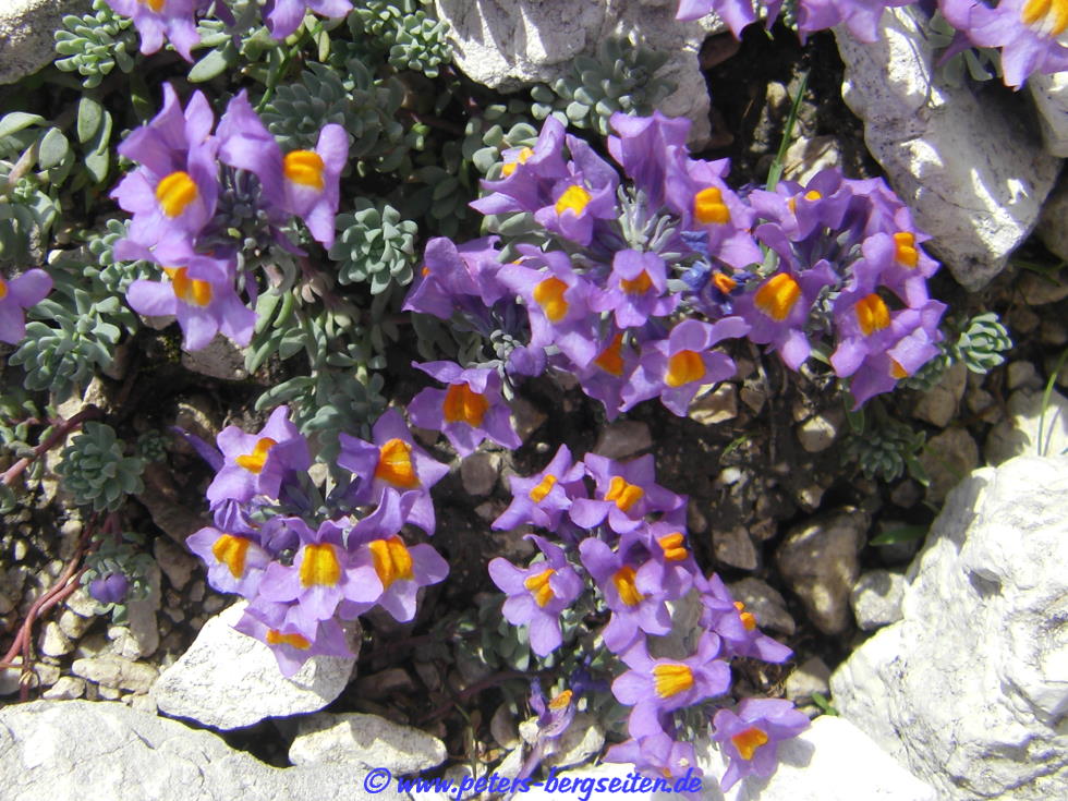 fertige blumenksten Blumenkasten Lrche Natur inkl. Stoffeinsatz - fertig montiert