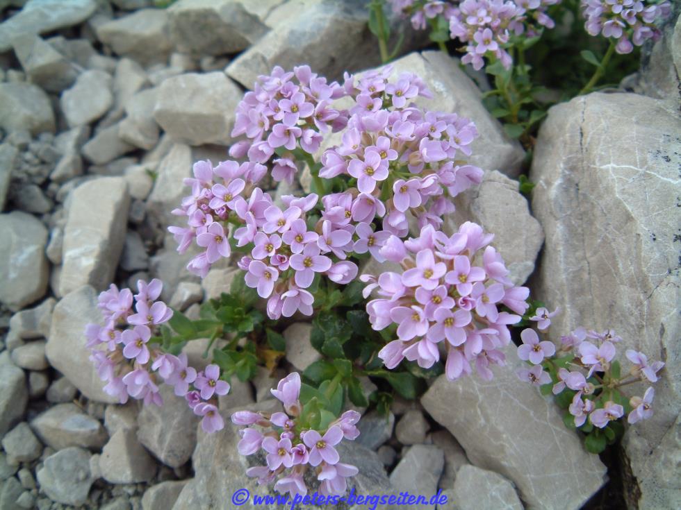 Peter's Bergseiten Alpenblumen blau oder violett