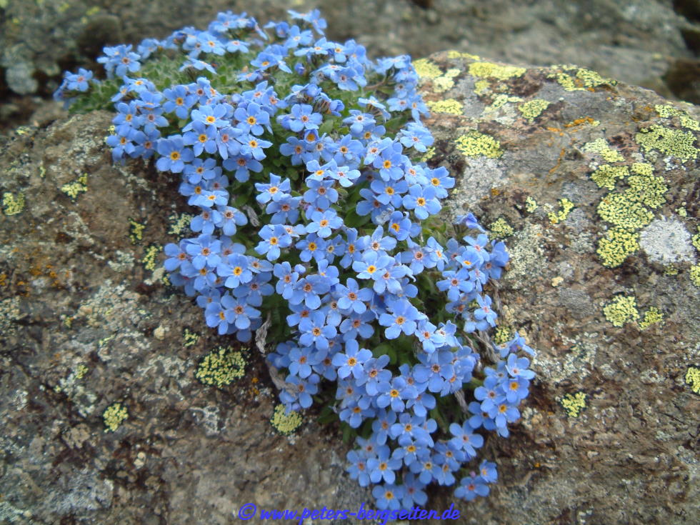 Blumensamen – Vergissmeinnicht Der Blauen Alpen Von Batlle, Für Beete, Töpfe & Steingärten